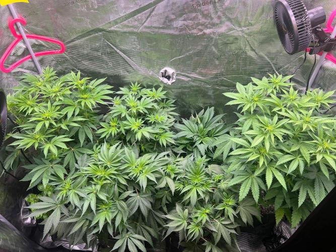 Hansova Grow. Week 6