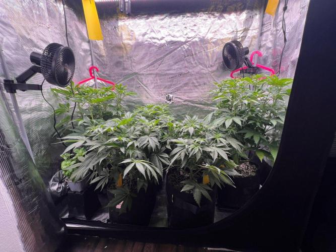 Hansova Grow. Week 6