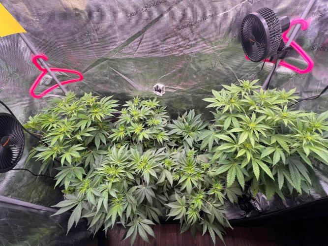 Hansova Grow. Week 6