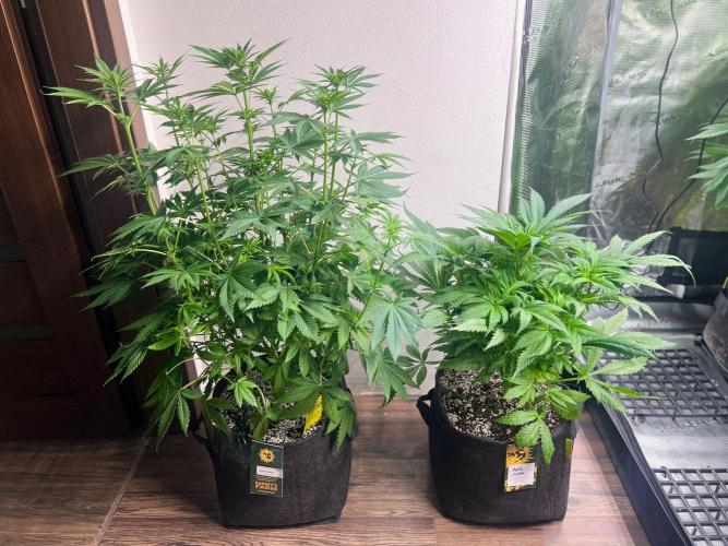 Hansova Grow. Week 7
