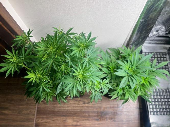 Hansova Grow. Week 7