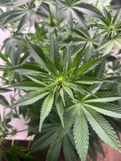Hansova Grow. Week 7