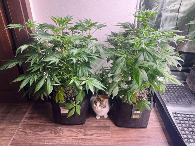 Hansova Grow. Week 7