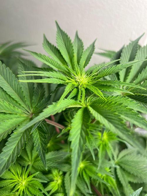 Hansova Grow. Week 7