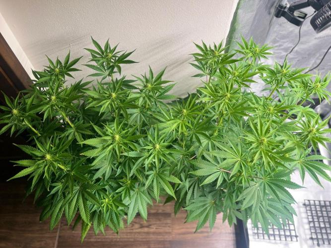 Hansova Grow. Week 7