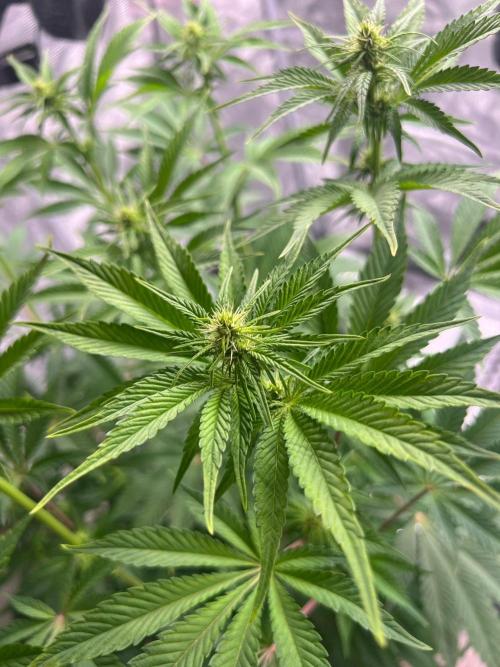 Hansova Grow. Week 7