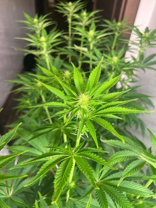 Hansova Grow. Week 7