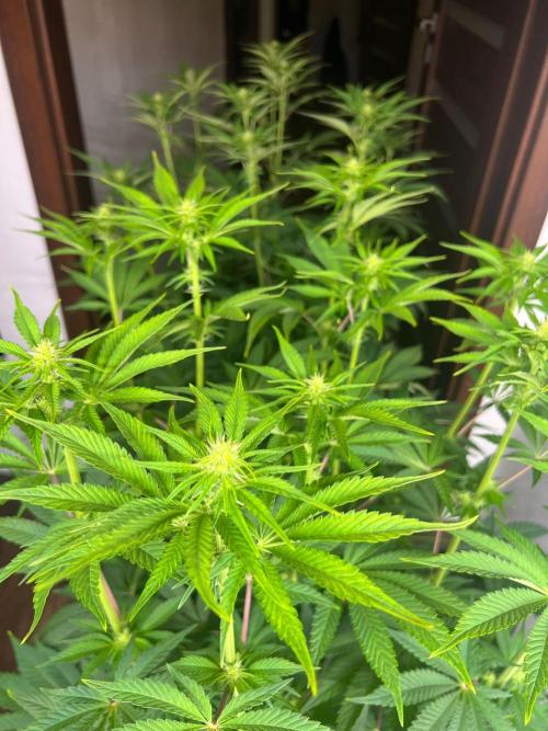 Hansova Grow. Week 7