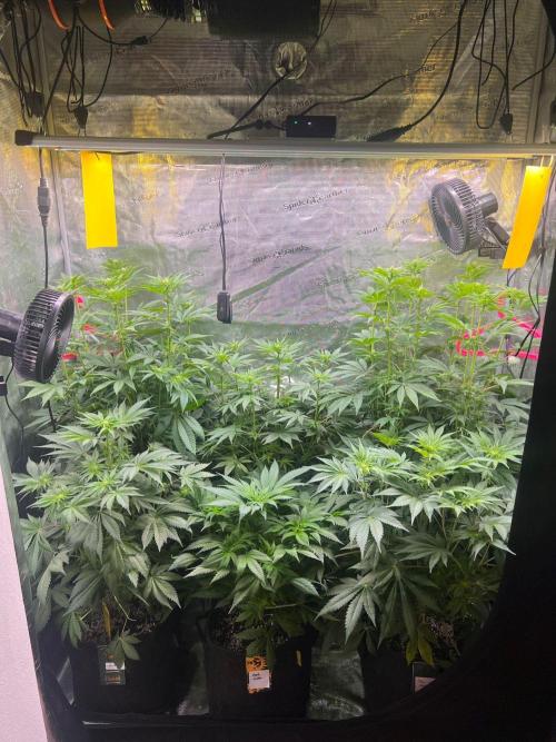 Hansova Grow. Week 7