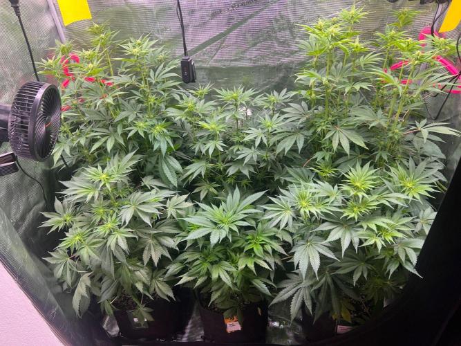 Hansova Grow. Week 7