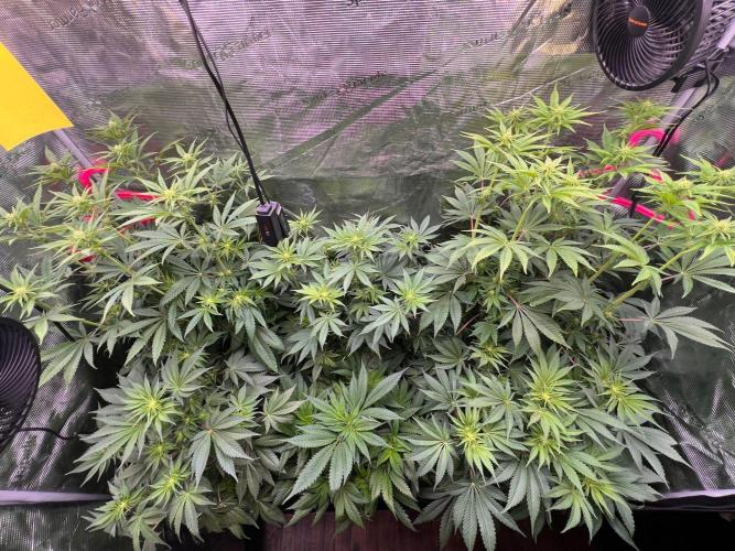 Hansova Grow. Week 7