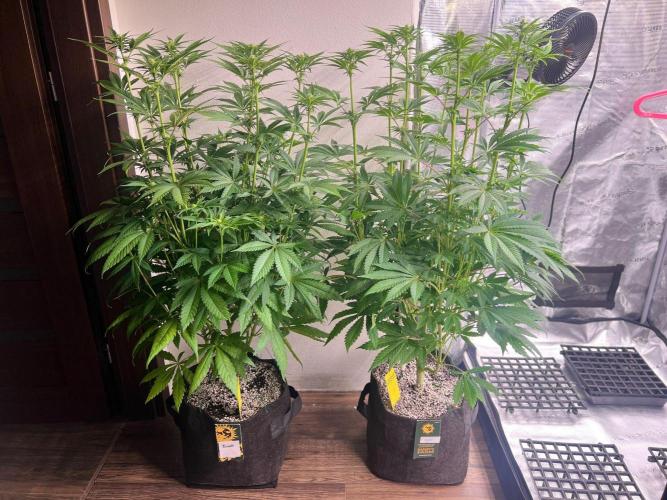 Hansova Grow. Week 7