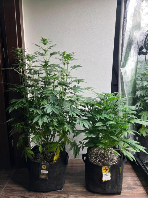 Hansova Grow. Week 8