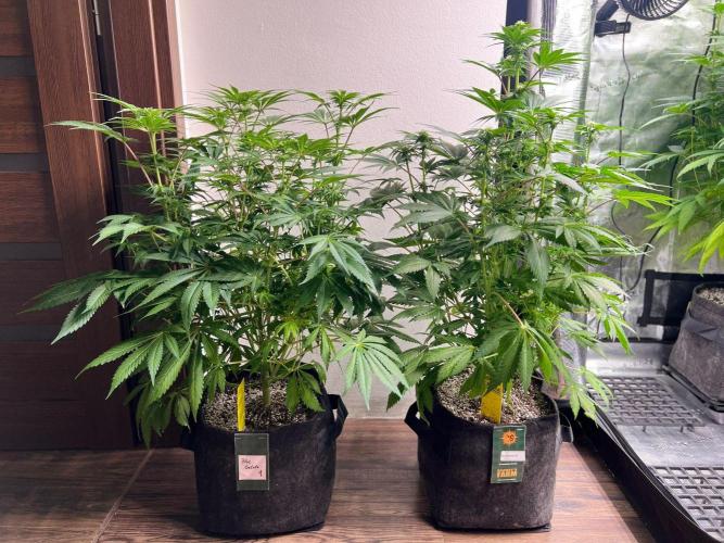 Hansova Grow. Week 8