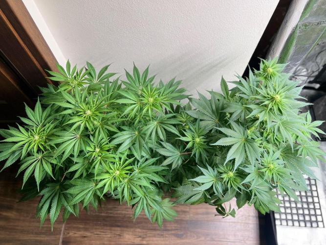 Hansova Grow. Week 8