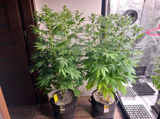 Hansova Grow. Week 8