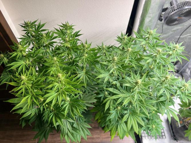 Hansova Grow. Week 8