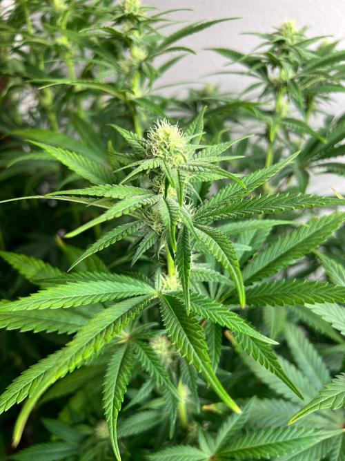 Hansova Grow. Week 8