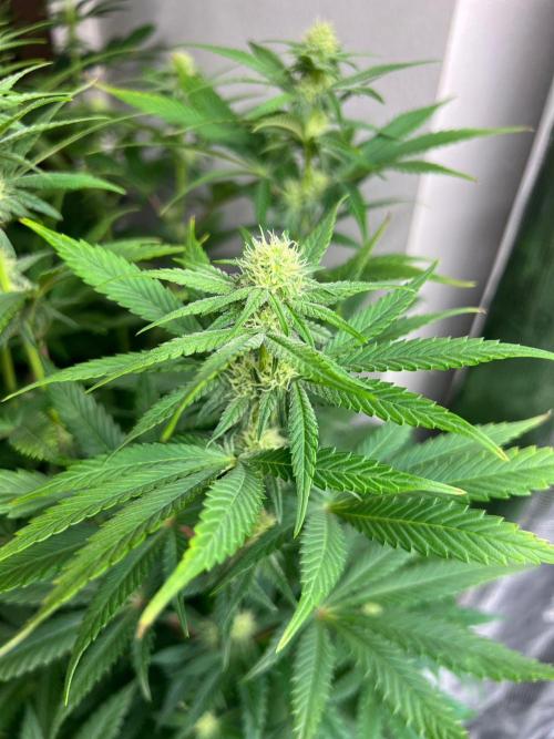 Hansova Grow. Week 8