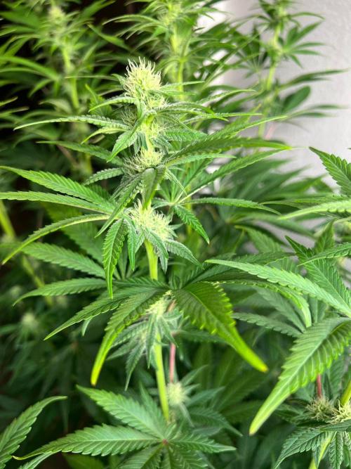 Hansova Grow. Week 8