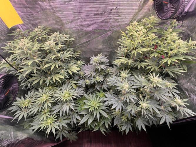 Hansova Grow. Week 8