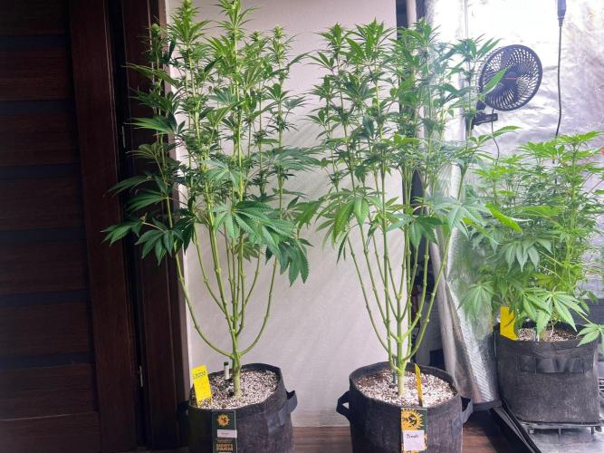 Hansova Grow. Week 8