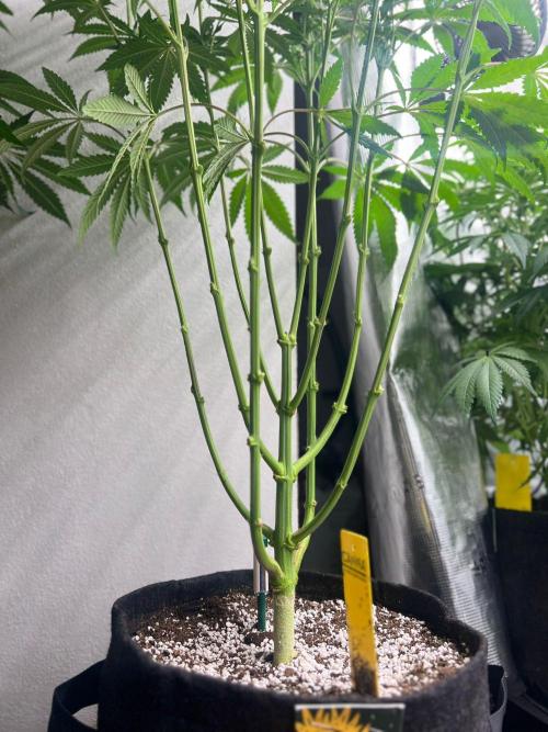 Hansova Grow. Week 8