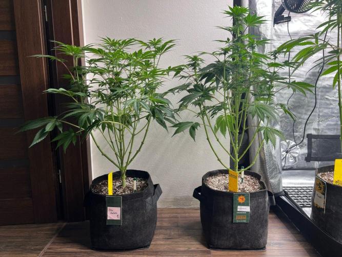 Hansova Grow. Week 8