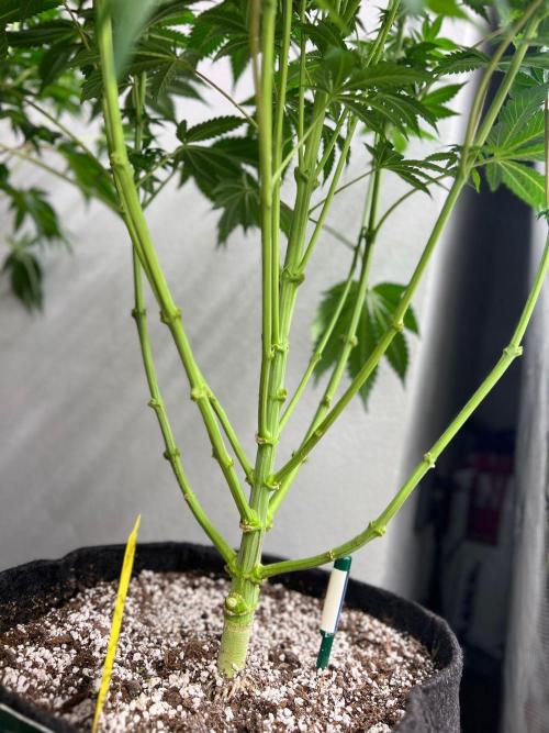 Hansova Grow. Week 8