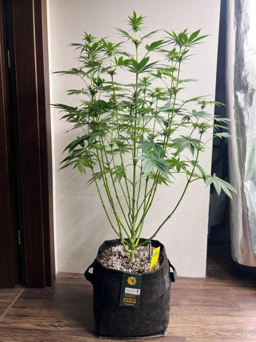 Hansova Grow. Week 8