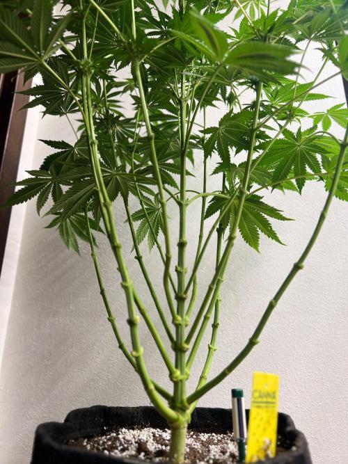 Hansova Grow. Week 8