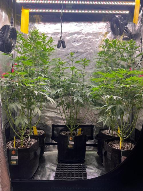 Hansova Grow. Week 8
