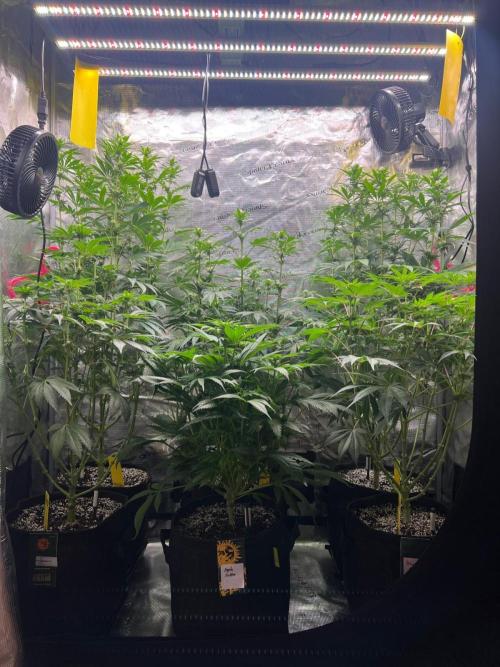 Hansova Grow. Week 8
