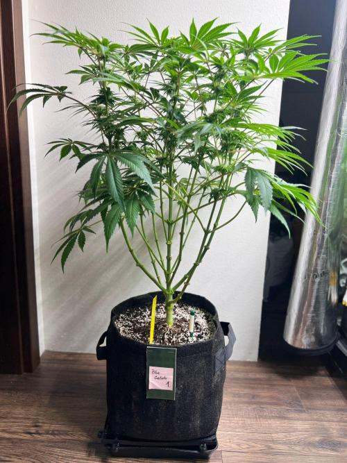 Hansova Grow. Week 9