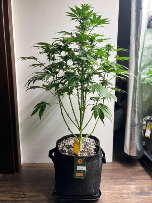 Hansova Grow. Week 9
