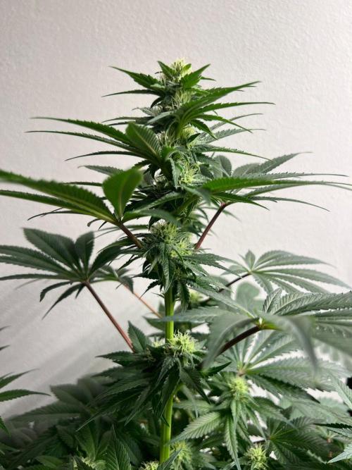 Hansova Grow. Week 9