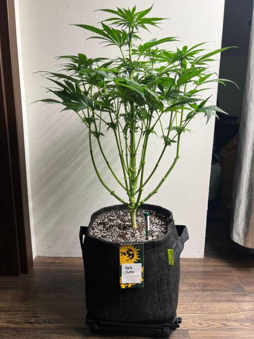 Hansova Grow. Week 9