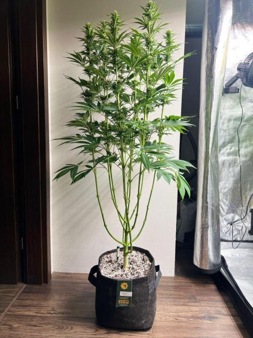 Hansova Grow. Week 9