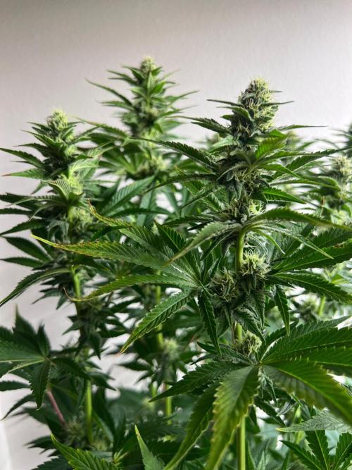 Hansova Grow. Week 9