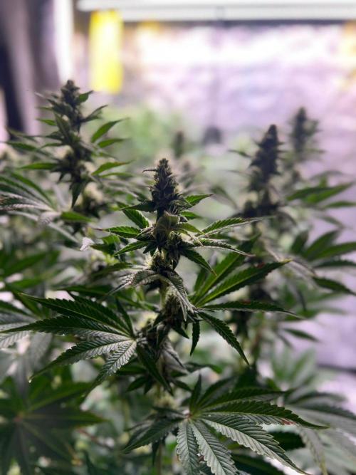 Hansova Grow. Week 9