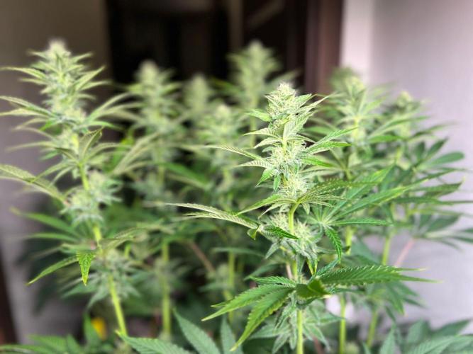 Hansova Grow. Week 9