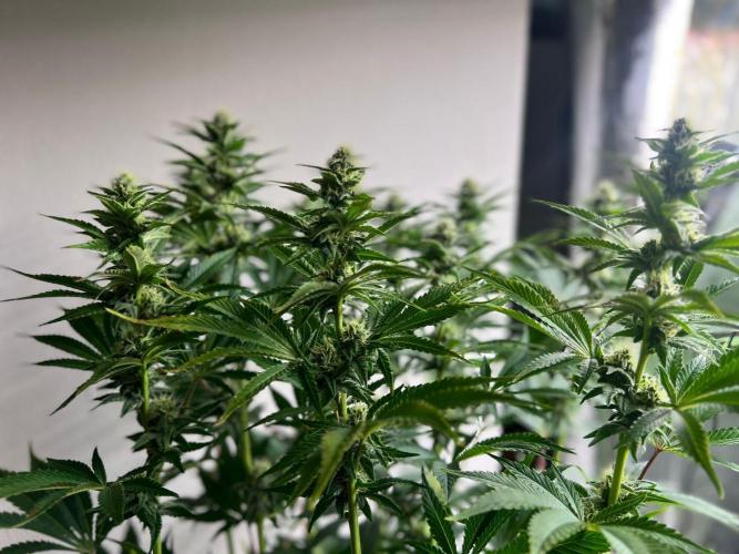 Hansova Grow. Week 9