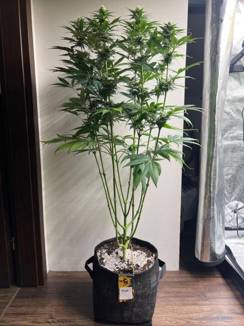 Hansova Grow. Week 9