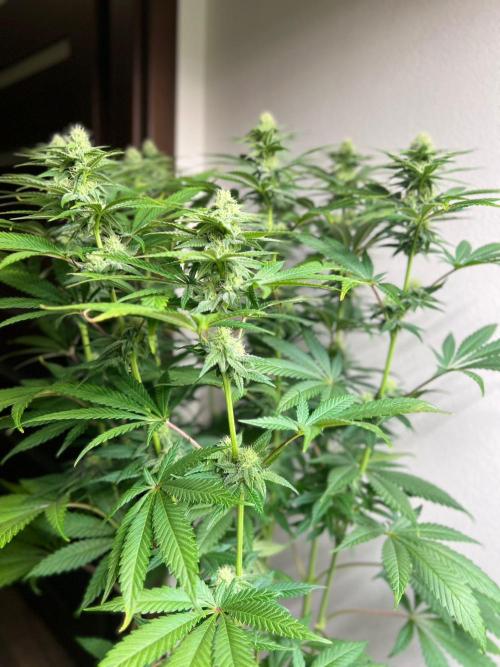 Hansova Grow. Week 9