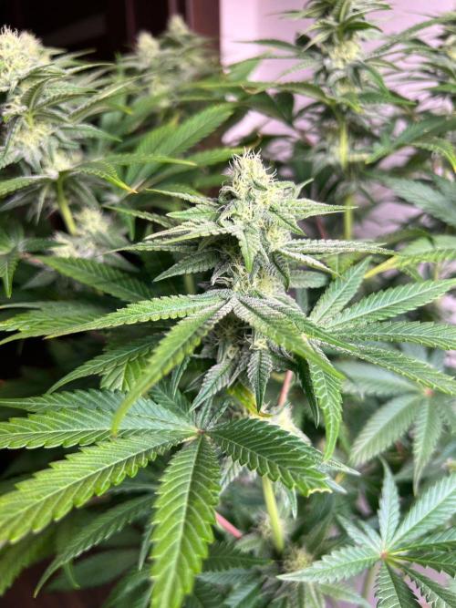 Hansova Grow. Week 9