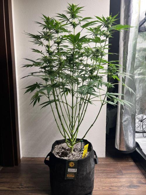 Hansova Grow. Week 9
