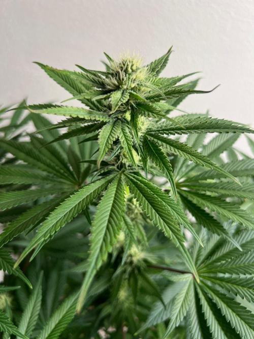 Hansova Grow. Week 9