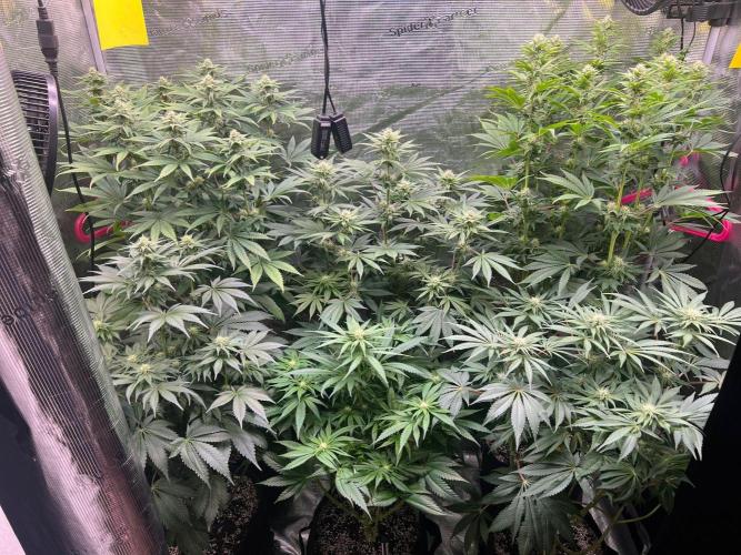 Hansova Grow. Week 9