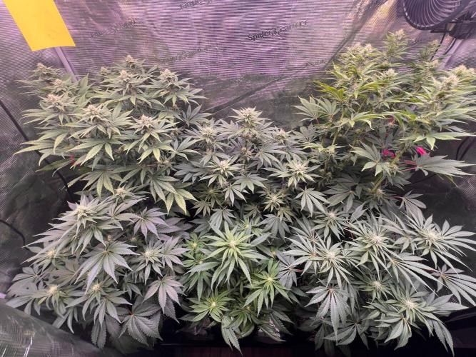 Hansova Grow. Week 9