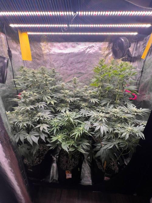Hansova Grow. Week 9